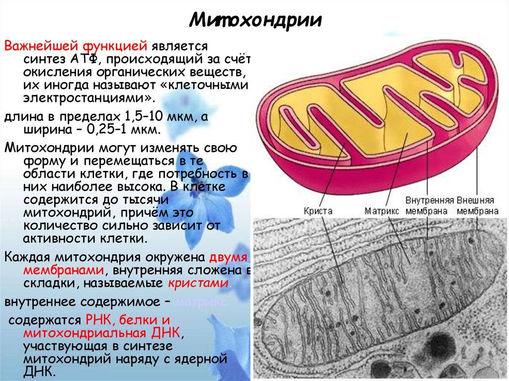 Я тратила силы впустую и постоянно чувствовала усталость, пока не поняла, кто поедает нашу Энергию.